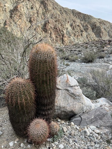 iNaturalist observation photo of California Barrel Cactus
