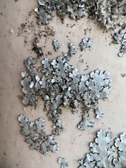 Parmelina pastillifera