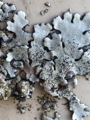 Parmelina pastillifera
