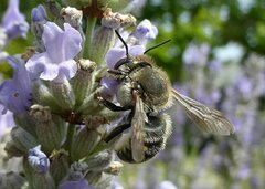 Anthidium septemspinosum