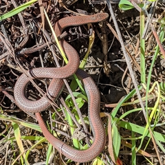 Contia tenuis