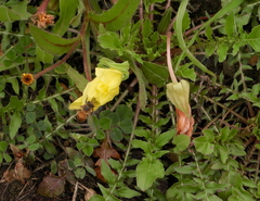 Oenothera triloba