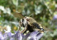 Anthidium septemspinosum