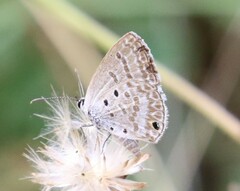 Euchrysops malathana