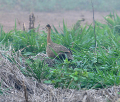 Rhynchotus rufescens