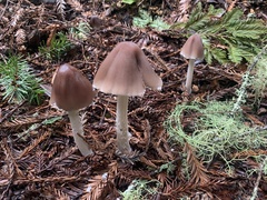 Psathyrella longipes