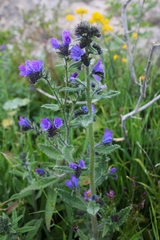 Echium