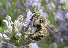 Anthidium septemspinosum