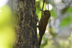 Dendrocolaptes sanctithomae