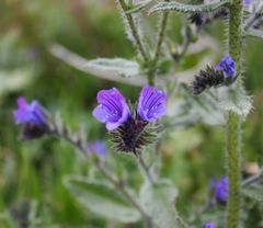 Echium