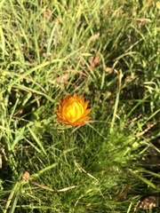 Xerochrysum subundulatum