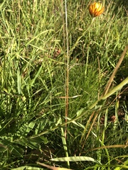 Xerochrysum subundulatum