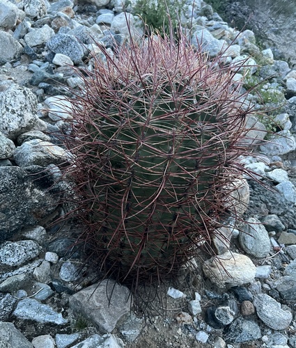 iNaturalist observation photo of California Barrel Cactus