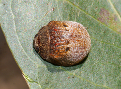 Trachymela impressa