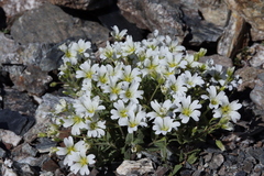 Cerastium latifolium
