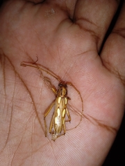 Eburodacrys sexmaculata