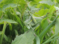 Polysarcus denticauda