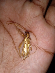 Eburodacrys sexmaculata