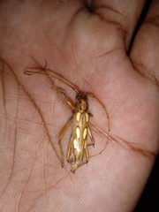 Eburodacrys sexmaculata