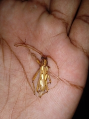 Eburodacrys sexmaculata