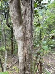 Halleria lucida