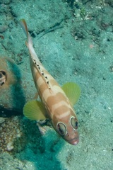 Epinephelus fasciatus