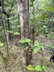 Halleria lucida