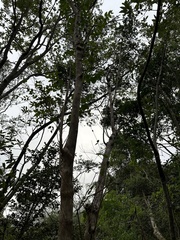 Halleria lucida
