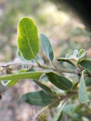 Arctostaphylos crustacea