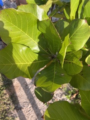 Anacardium occidentale