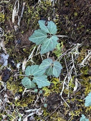Cardamine diphylla