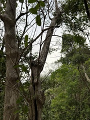 Halleria lucida
