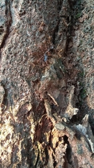 Oecophylla smaragdina