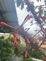 Odontonema