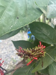 Odontonema