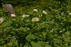 Paeonia daurica macrophylla