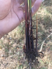 Juncus roemerianus