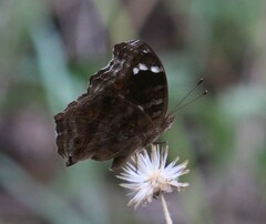 Junonia natalica natalica