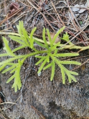Gleichenia