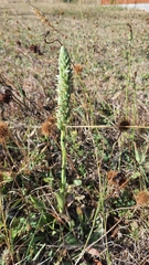 Brachystele unilateralis