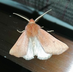 Dasycorsa modesta