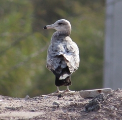 Larus californicus