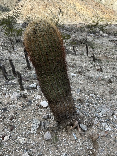 iNaturalist observation photo of California Barrel Cactus