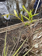Epidendrum nocturnum