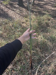 Juncus roemerianus