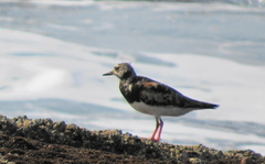 Arenaria interpres interpres