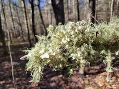 Usnea florida