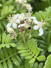 Osteomeles anthyllidifolia