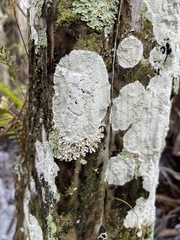 Cryptothecia striata