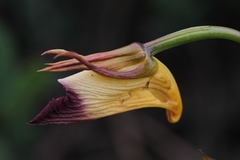 Galeandra